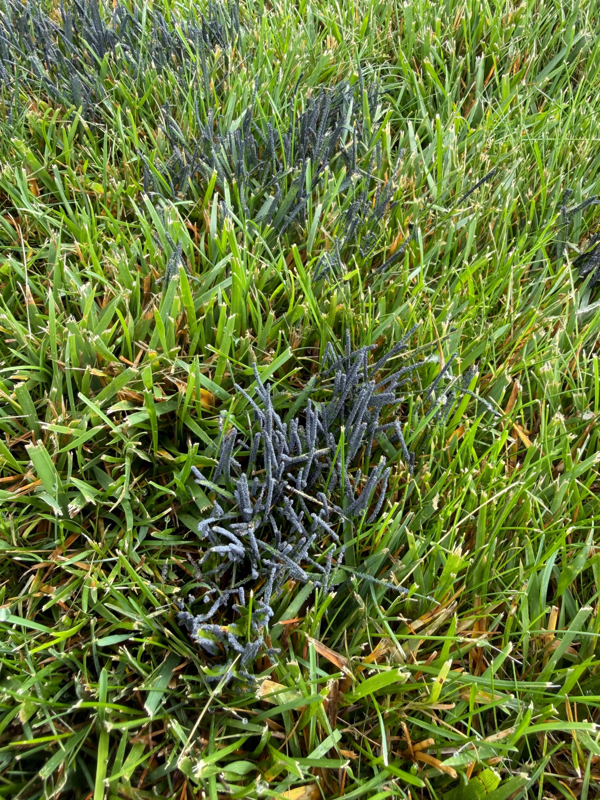 Gallery photos for Slime Mold in Southern Indiana Lawns - What You Need to Know: Image #2