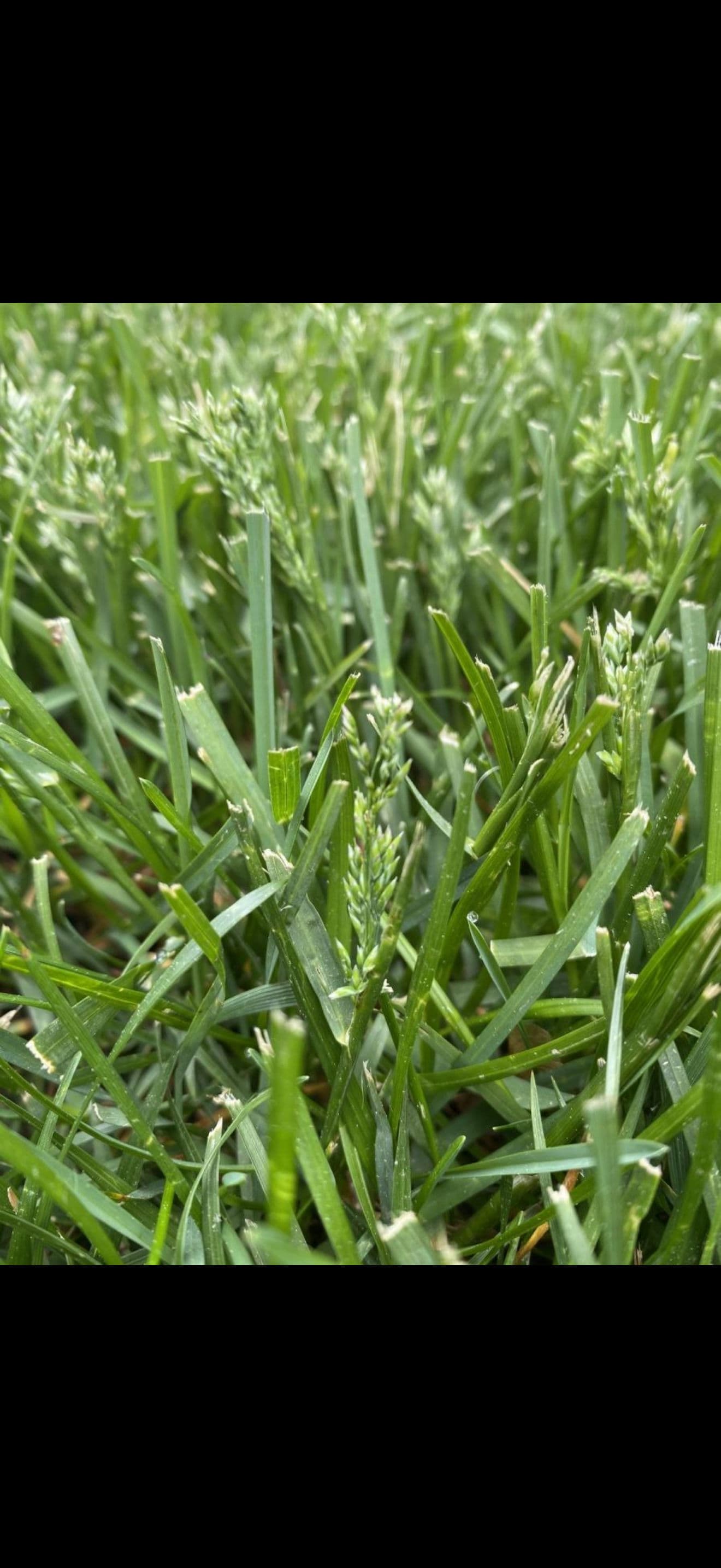 Your Lawn Isn't Full of Weeds - It's Going to Seed image