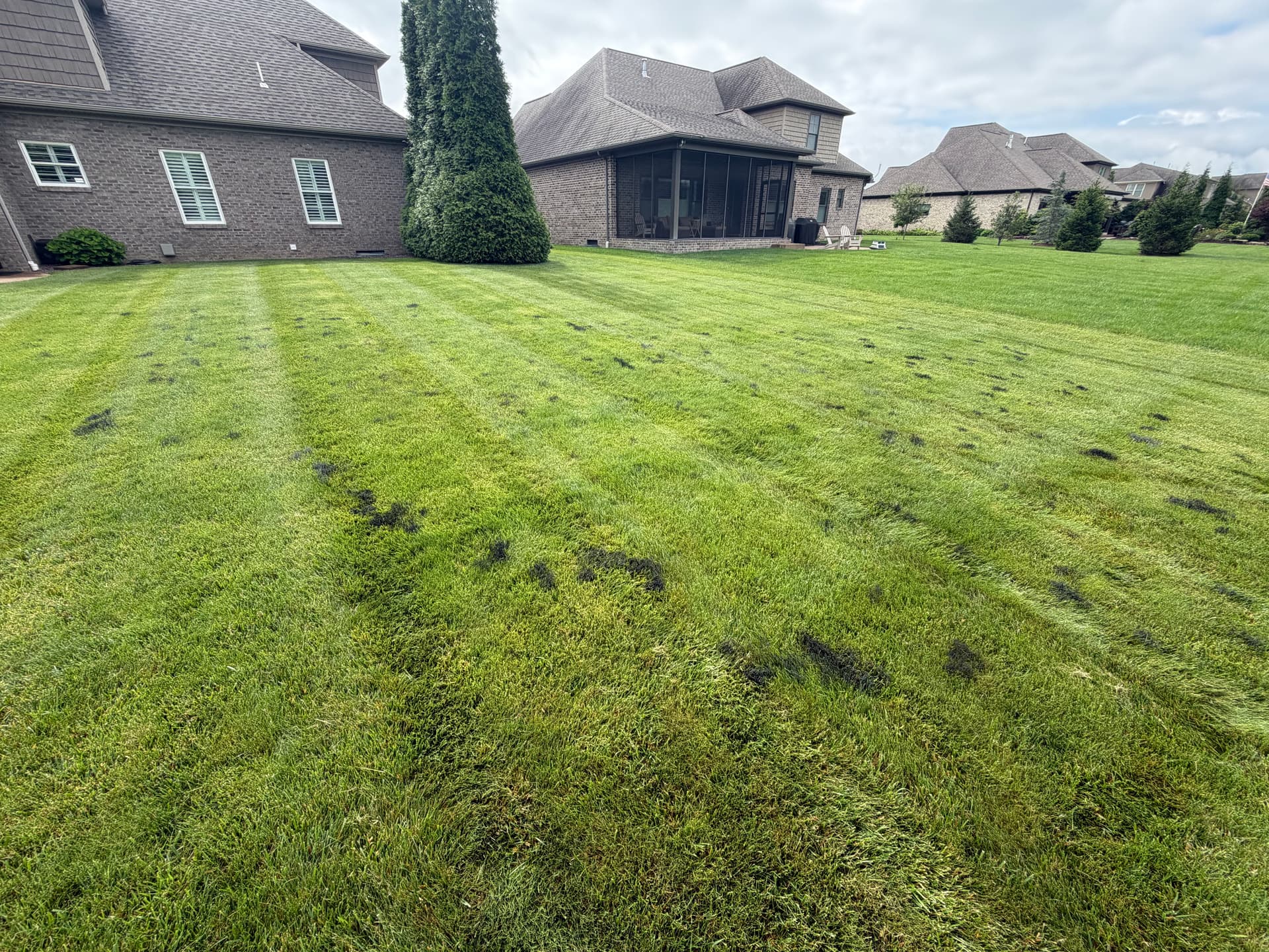 Gallery photos for Slime Mold in Southern Indiana Lawns - What You Need to Know: Image #1