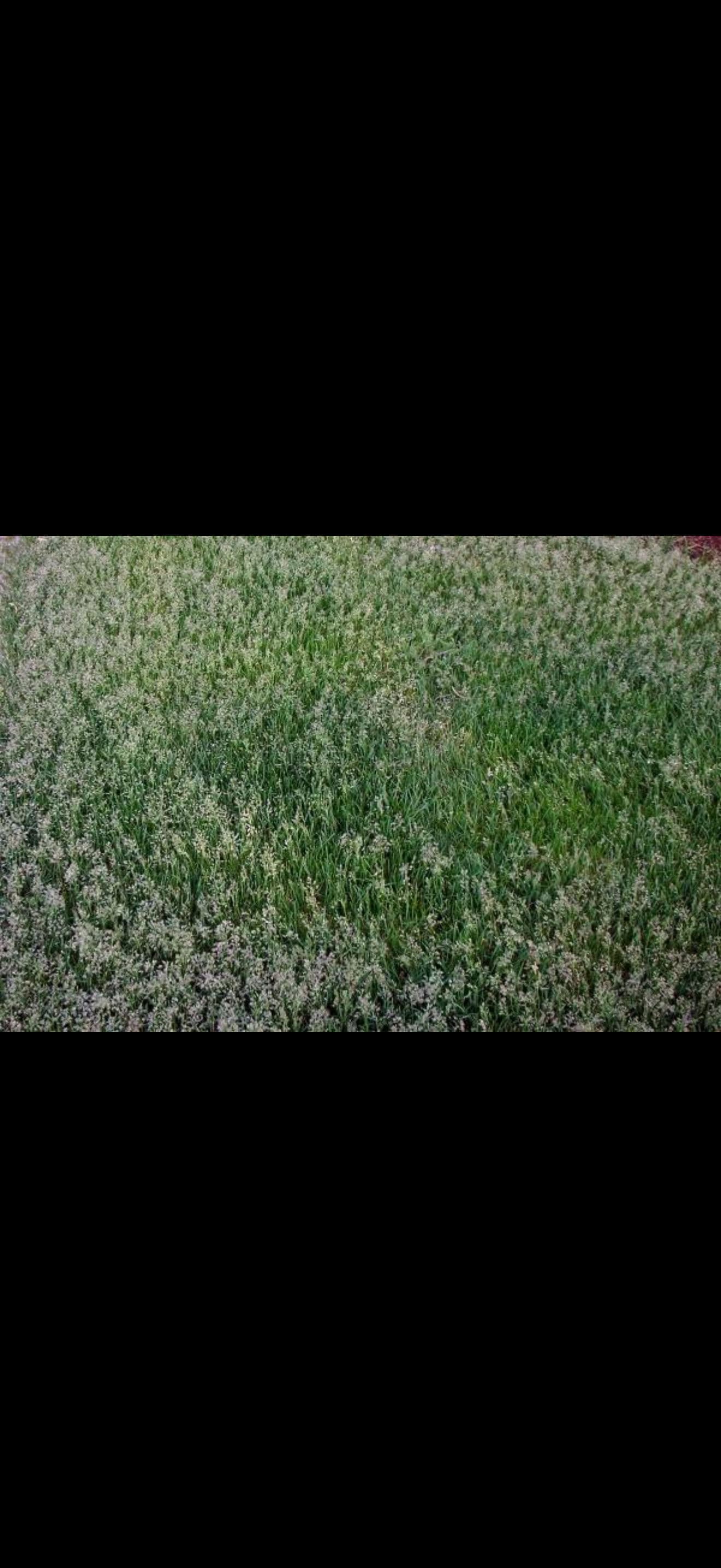 Gallery photos for Your Lawn Isn't Full of Weeds - It's Going to Seed: Image #1