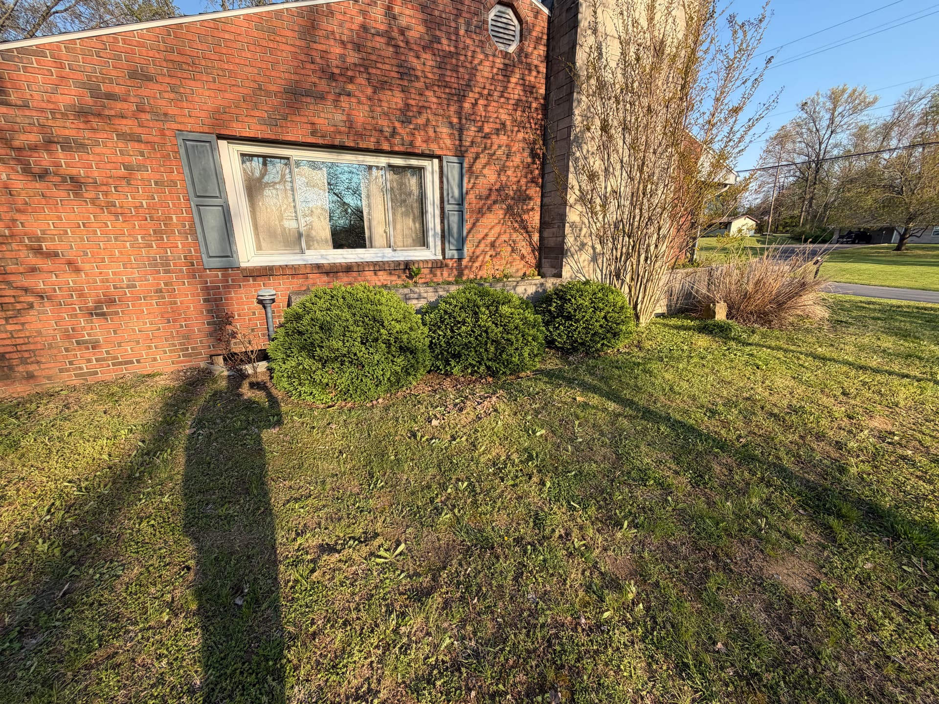 Overgrown Bed Cleanup and Shrub Trimming at a Brick Home image