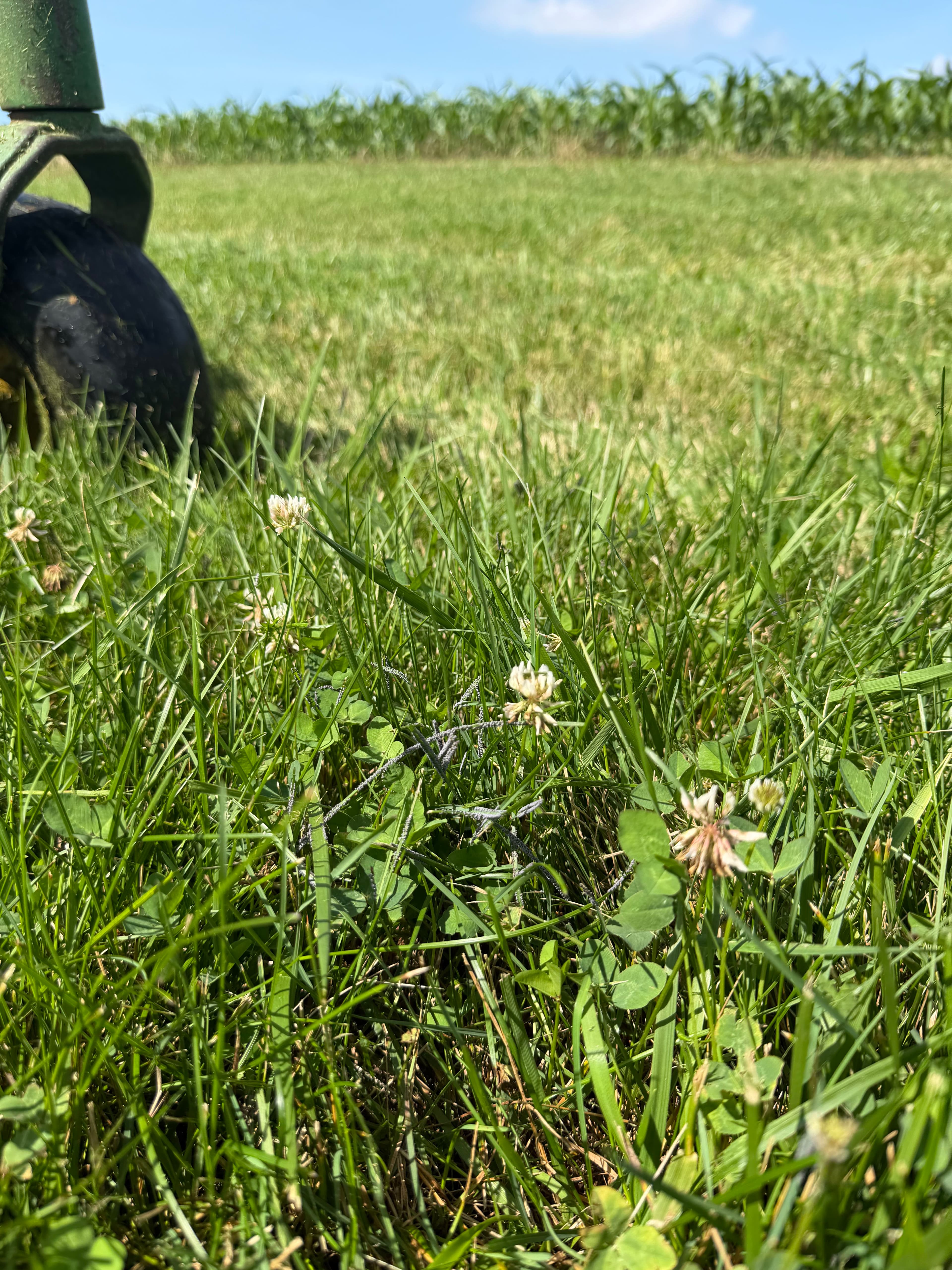Project Slime Mold in Southern Indiana Lawns - What You Need to Know image
