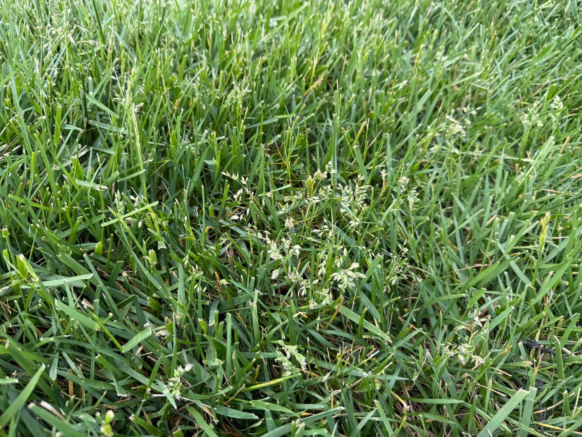 Gallery photos for Your Lawn Isn't Full of Weeds - It's Going to Seed: Image #2