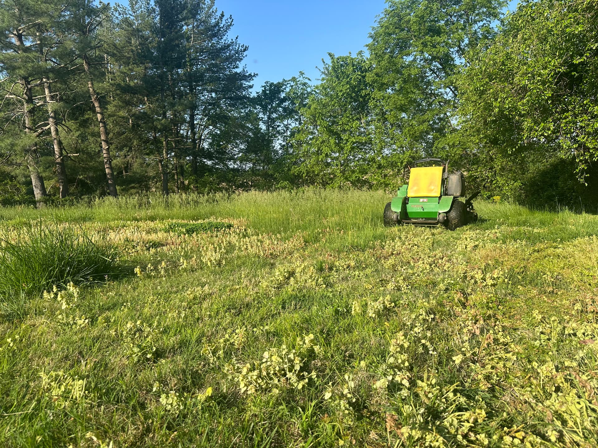 From Overgrown to Open - a Fresh Cut That Actually Shows image