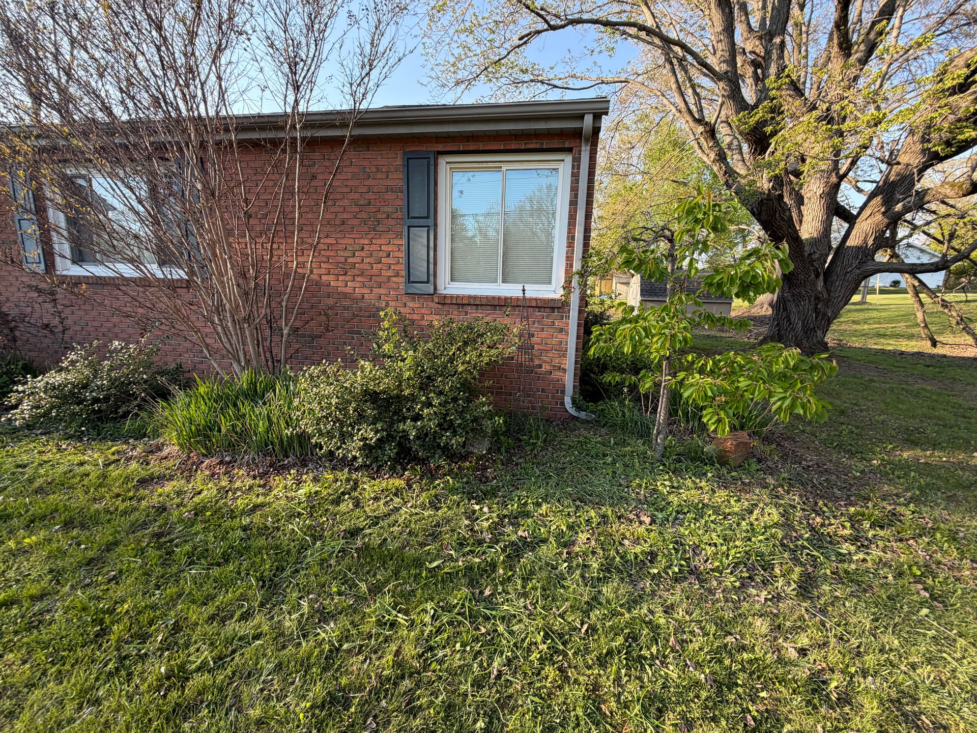 Gallery photos for Overgrown Bed Cleanup and Shrub Trimming at a Brick Home: Image #2